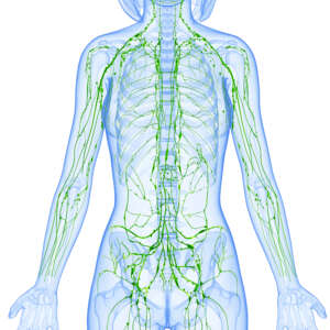 Lymphatic drainage